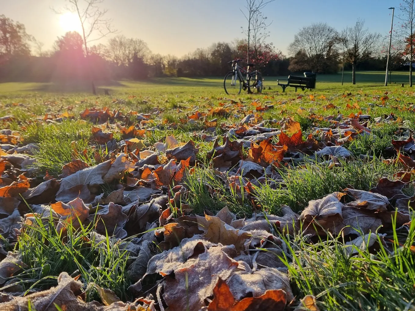 Crunchy leaves in Prospect Park, Reading